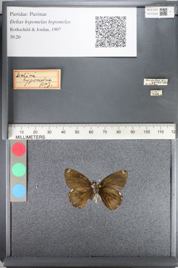 Media type: image;   Entomology 131622
